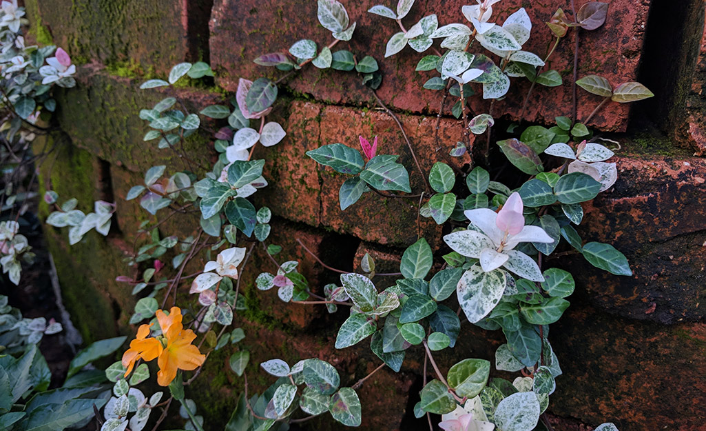 Green and pink vines climbing up a brick wall.