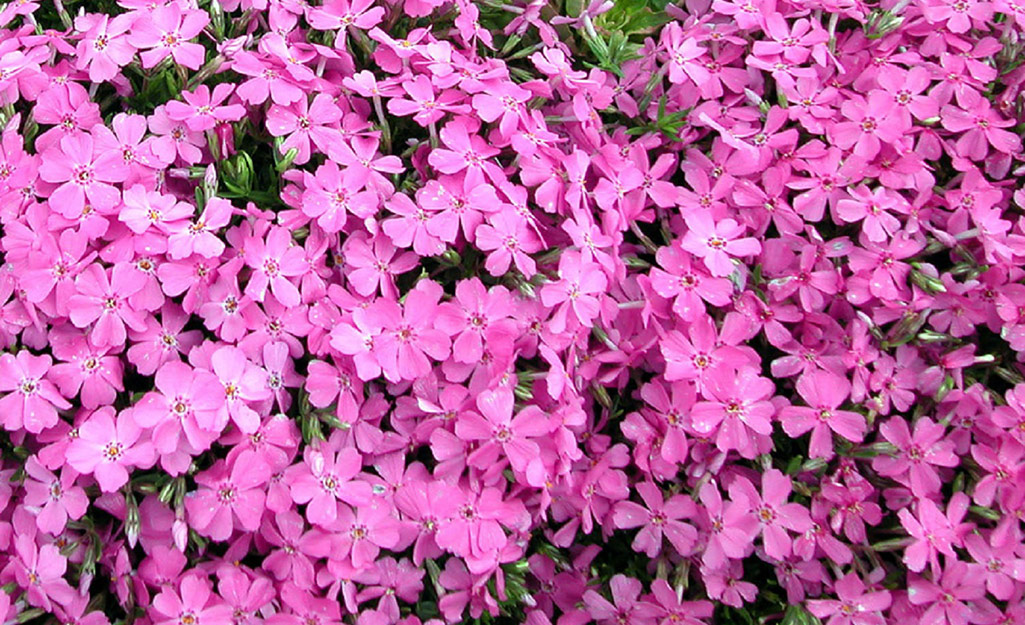 Bright Groundcover For Shade - The Home Depot