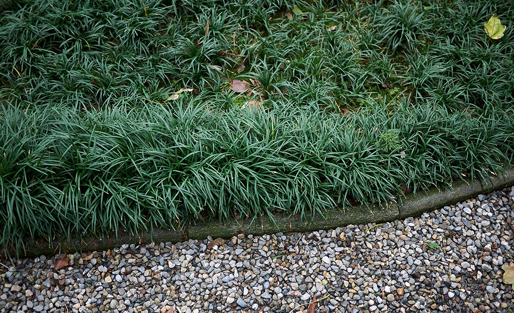 Mondo grass growing along a pebbled walkway. Mondo grass growing along a pebbled walkway.