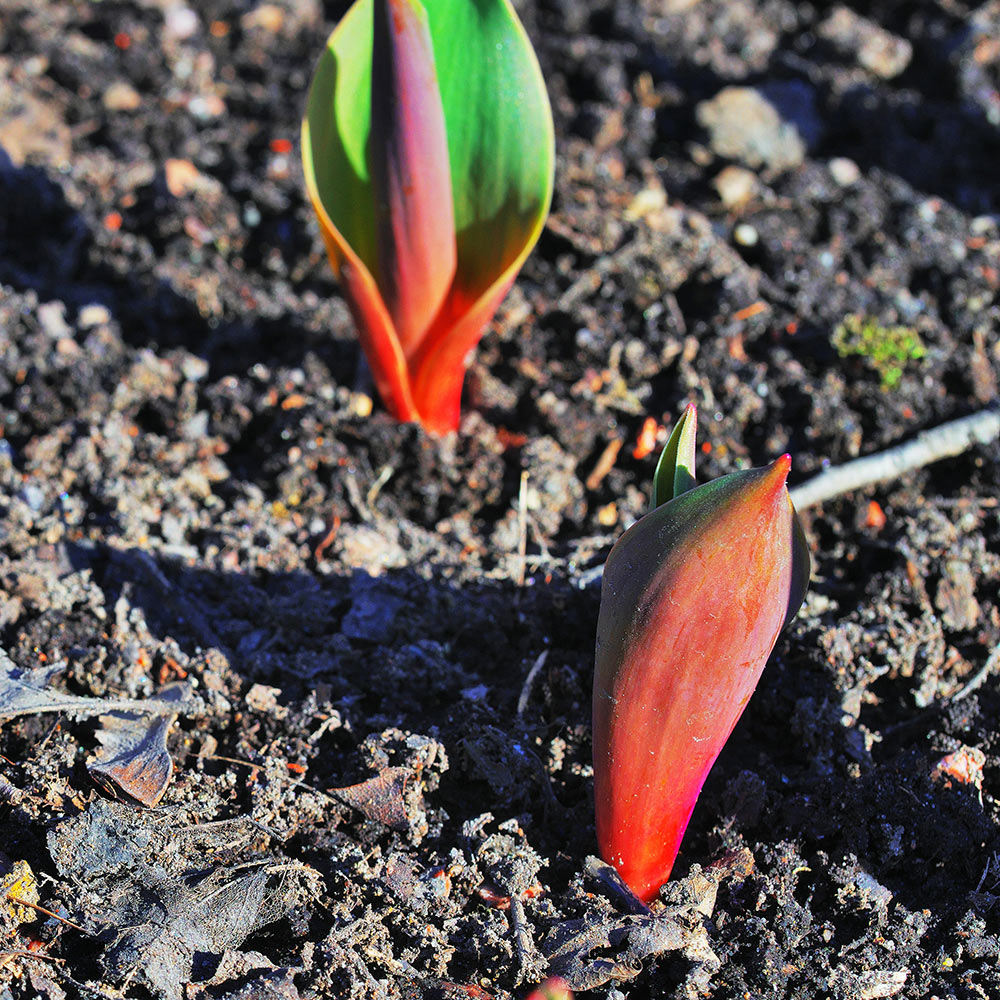 Bulbs coming up in the garden in early spring.