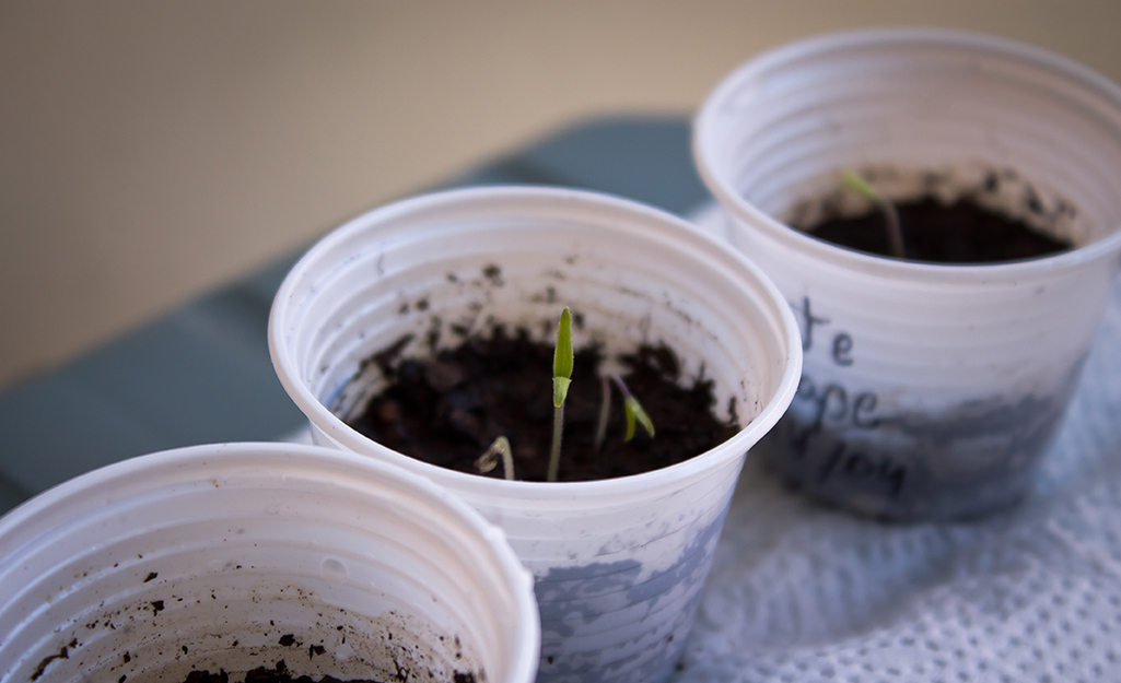 Three small, white cups filled with potting soil and tiny seedlings.