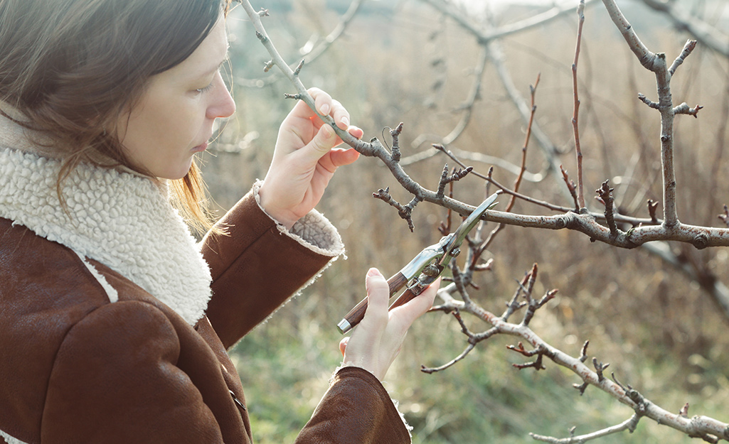 A woman using pruners to cut back fruit trees in the winter.