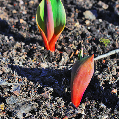Care for Plants in Early Spring