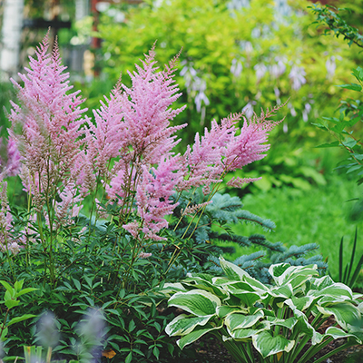 Care Tips for Fall-Planted Perennials