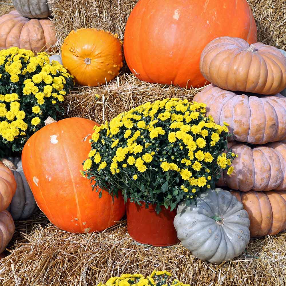 Outdoor Fall Decoration Ideas