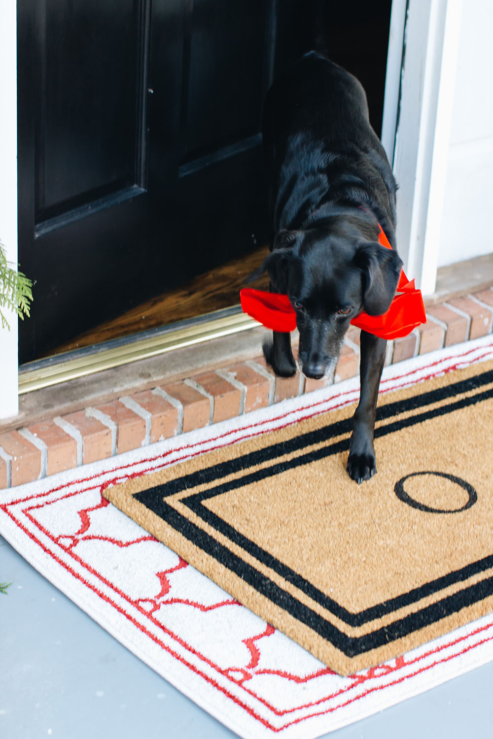 A black dog with a red bow walks out a front door onto layered doormats.