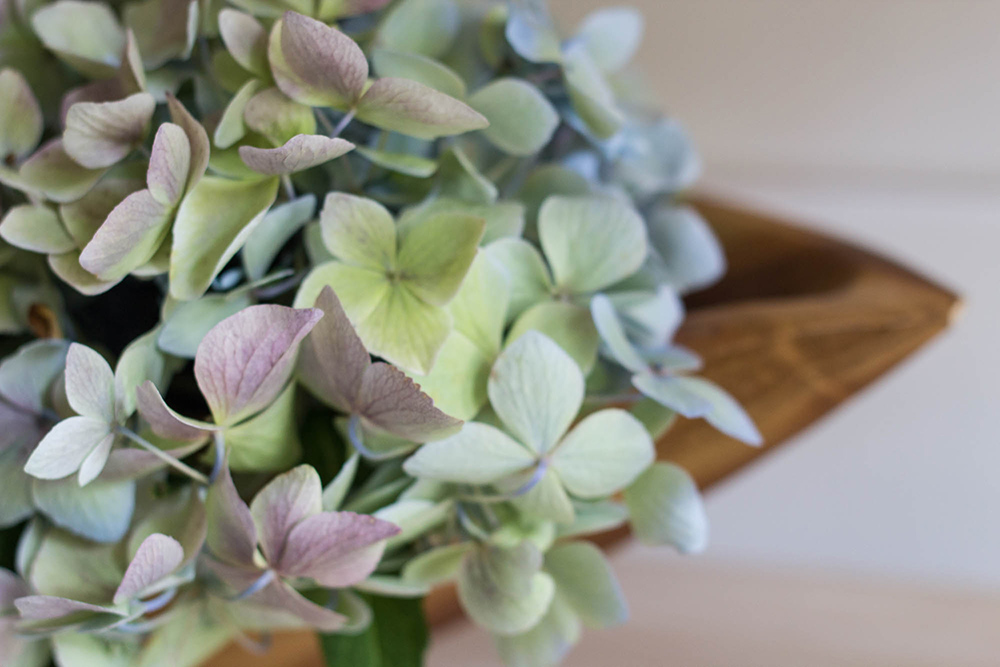 Hydrangea plant in a wooden vase. Hydrangea plant in a wooden vase.