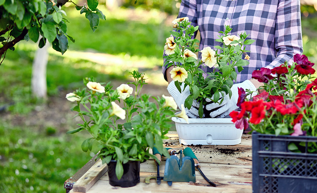 Gardener planting petunias in containers