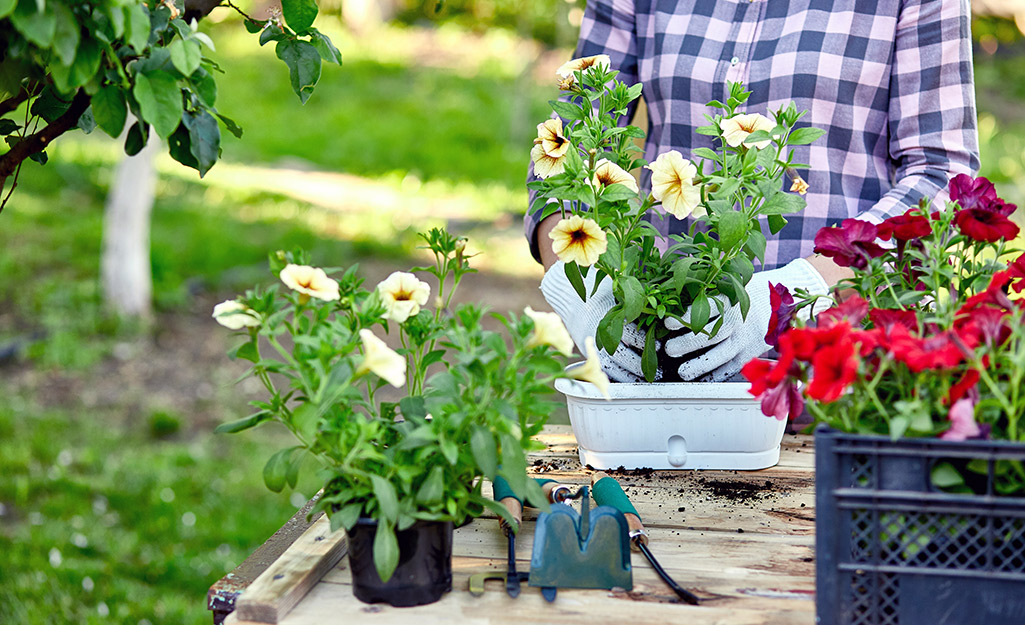 Growing Vegetables in Pots - Gingham Gardens