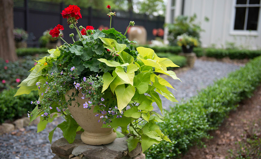 Tips for successful pots and container gardening in Texas.