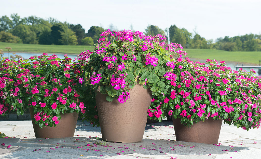 Pink blooms in containers