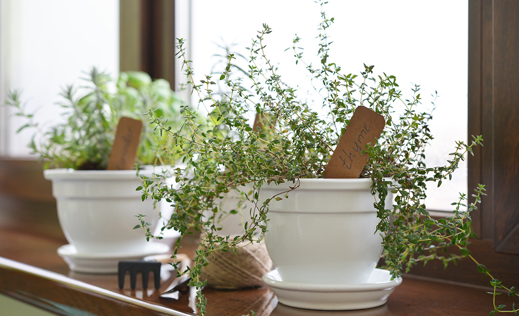 Two white flower pots filled with herbs.