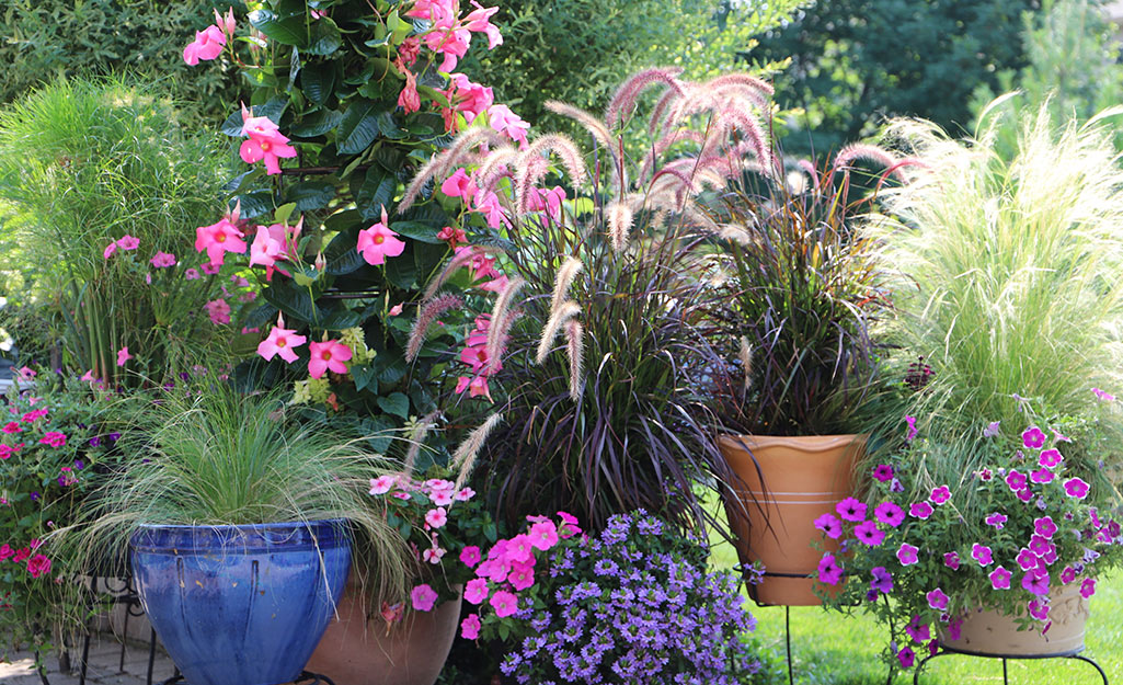 Ornamental grasses in garden containers.