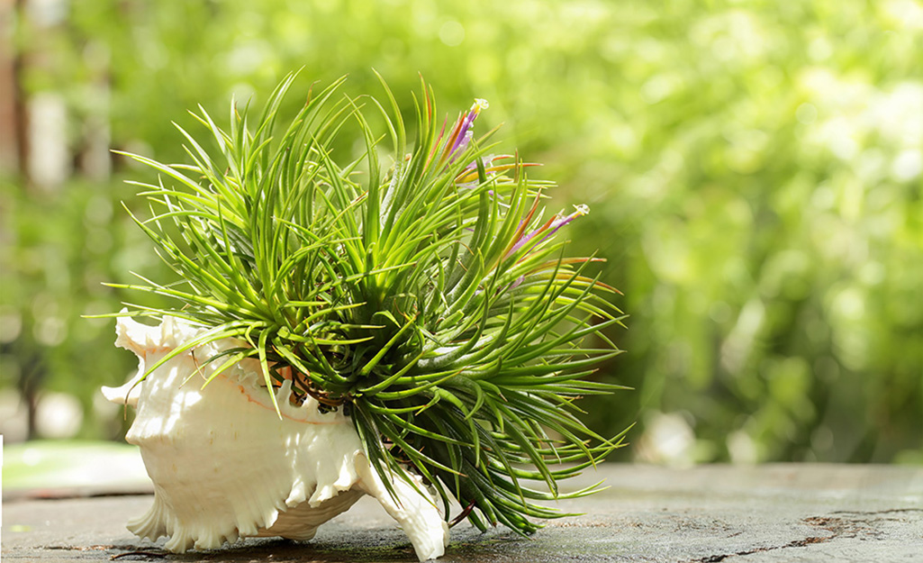 A conch shell with beach grass planted inside.