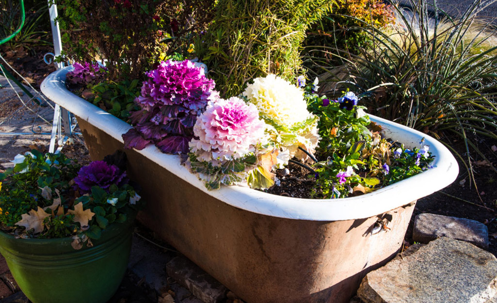 A bathtub filled with flowering kale and pansies