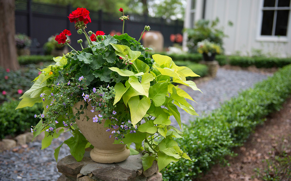 Container Garden Ideas The Home Depot