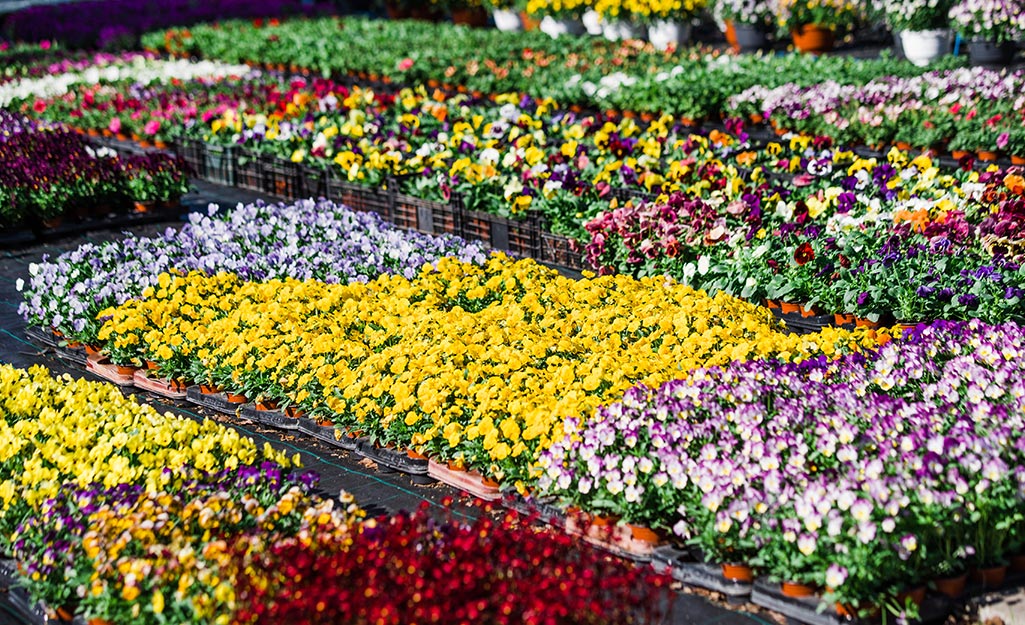 Count on Grand Flower Growers for Beautiful Spring Blooms The Home Depot