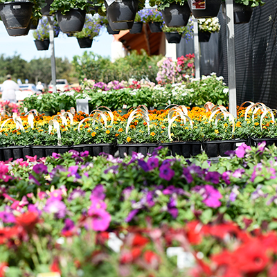 Full Sun Annuals Garden Flowers The Home Depot