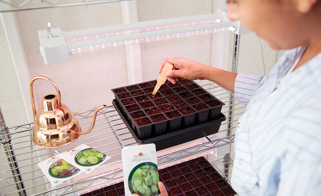 A person puts seeds into a seed tray.