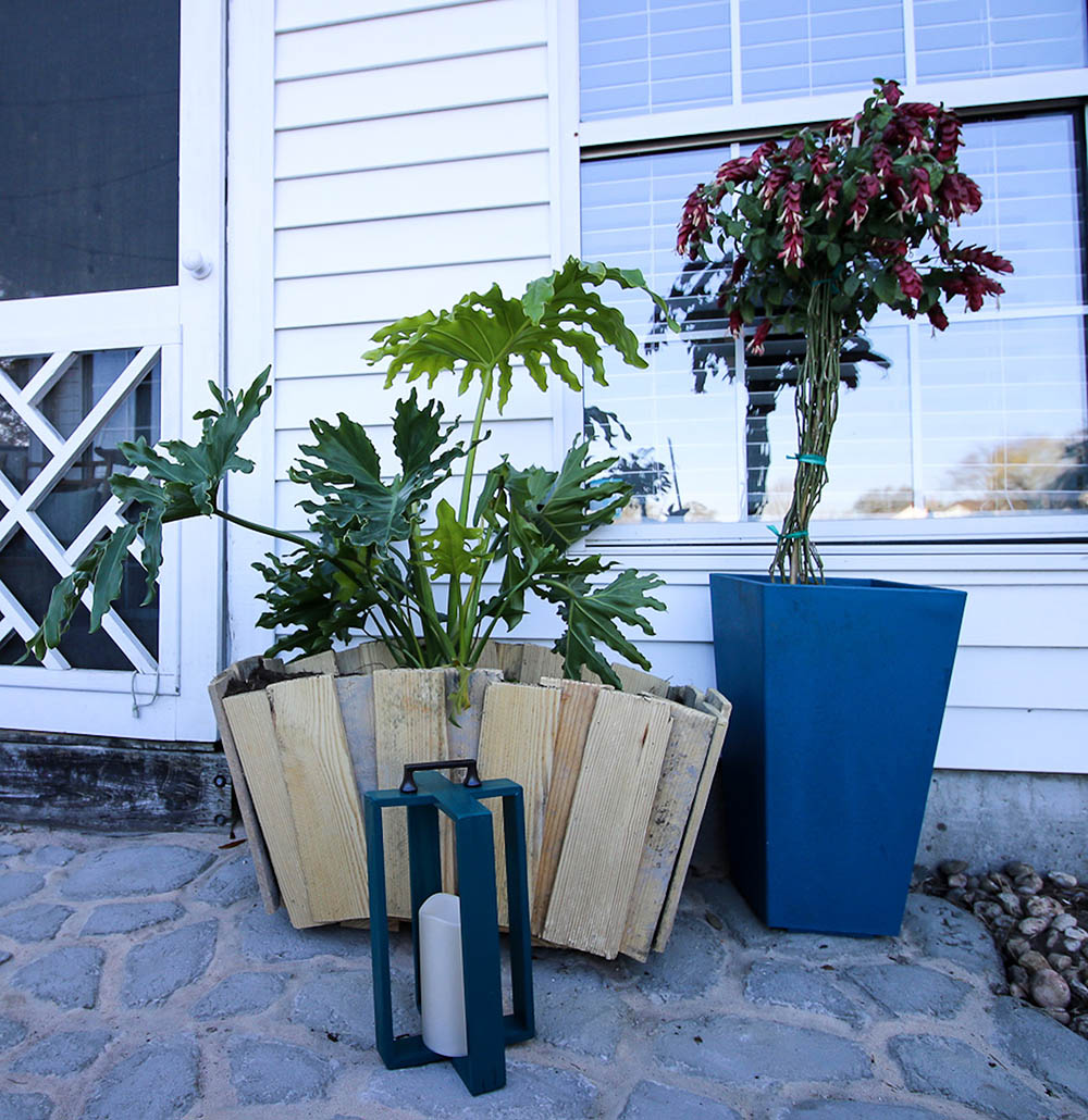 A Philodendron in a wooden scalloped planter. A Philodendron in a wooden scalloped planter.