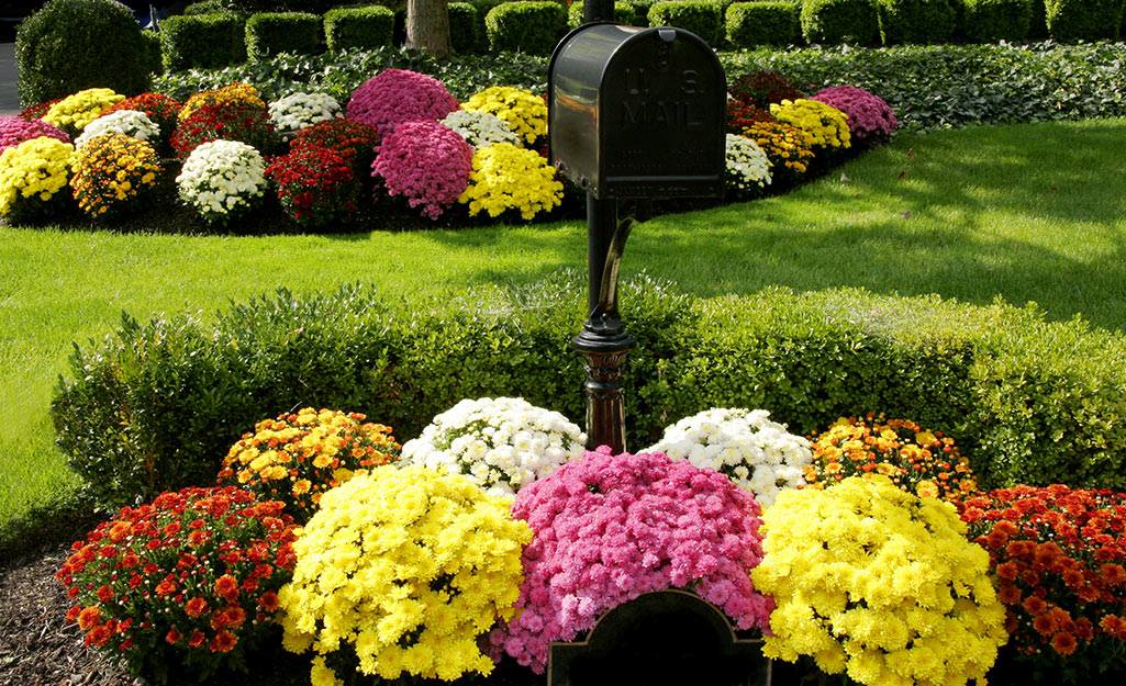 Mailbox with colorful mums