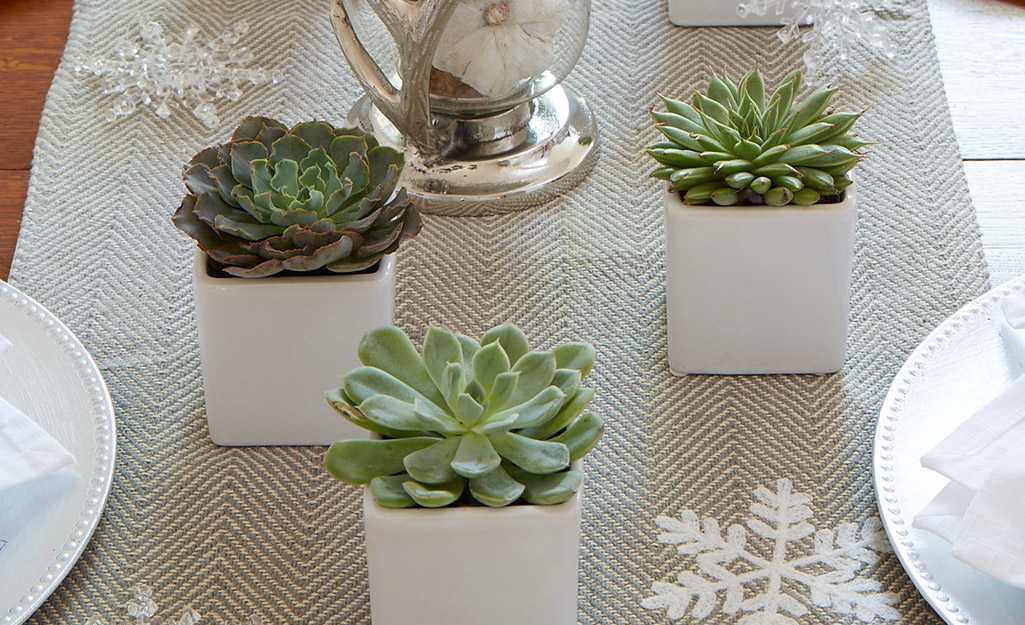 A holiday table decorated with mini succulents. A holiday table decorated with mini succulents.