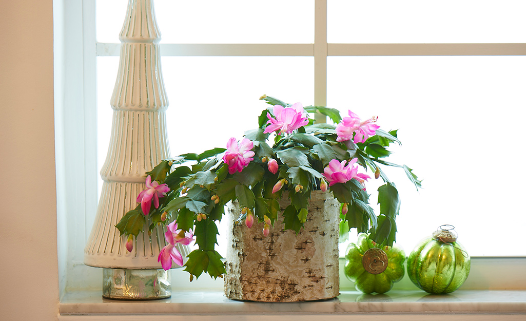 A Christmas Cactus in a window. A Christmas Cactus in a window.
