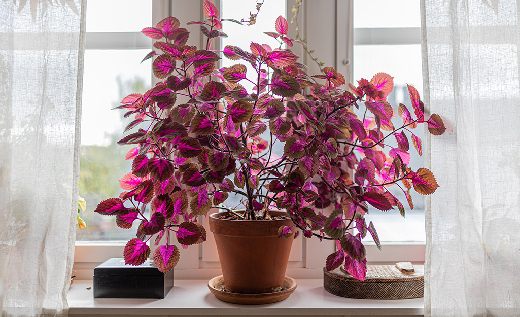 A vibrantly colored Coleus on a window sill. A vibrantly colored Coleus on a window sill.