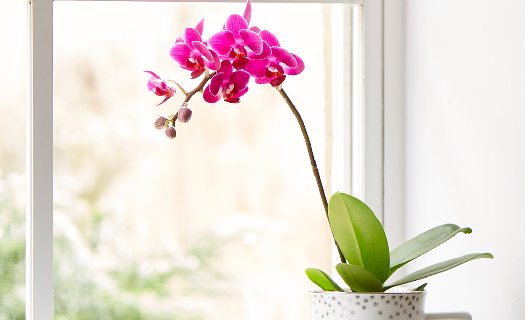 A pink orchid in a bright window. A pink orchid in a bright window.