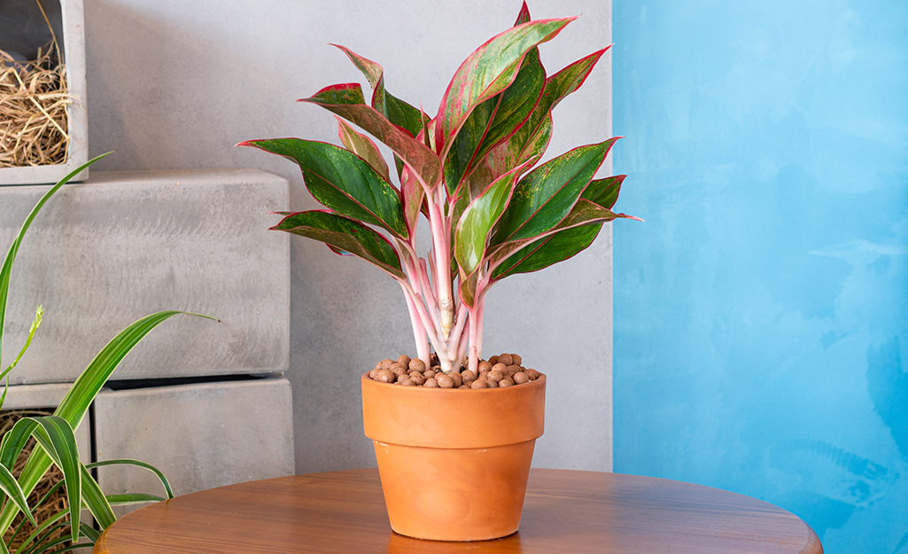 A red aglaonema sits alone on a table. A red aglaonema sits alone on a table.