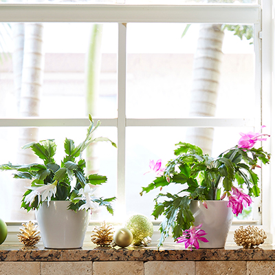 Deck the Halls With Holiday Houseplants
