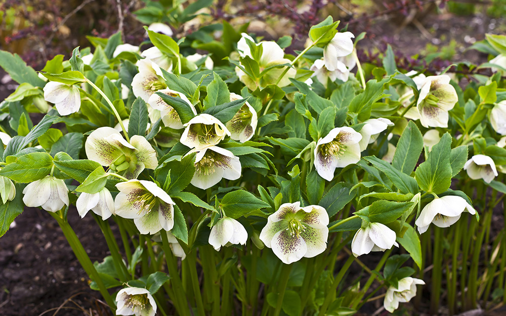 A Hellebore plant with white flowers.