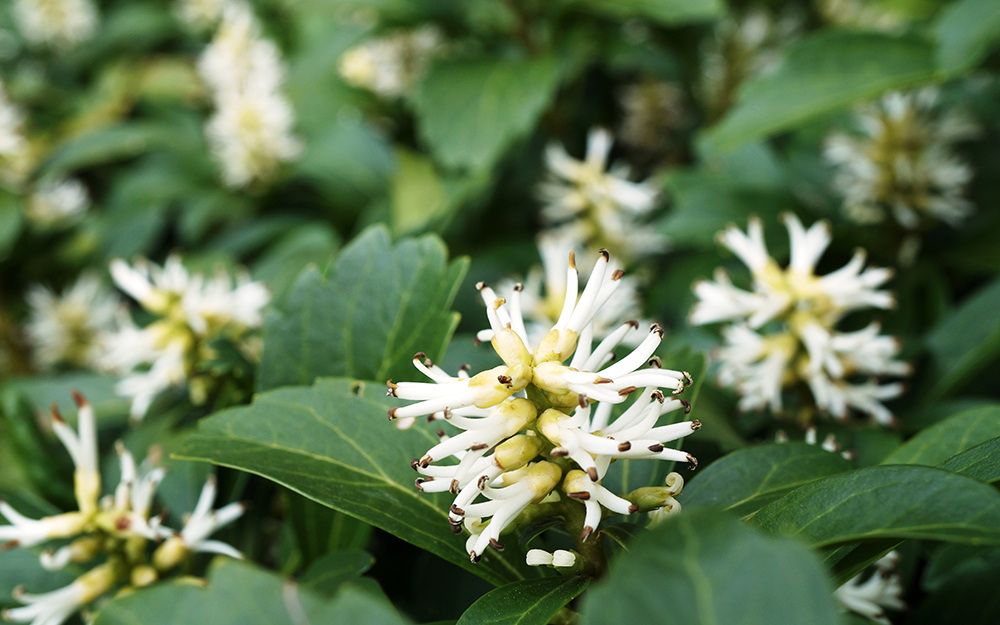 A Japanese pachysandra plant with white flowers.