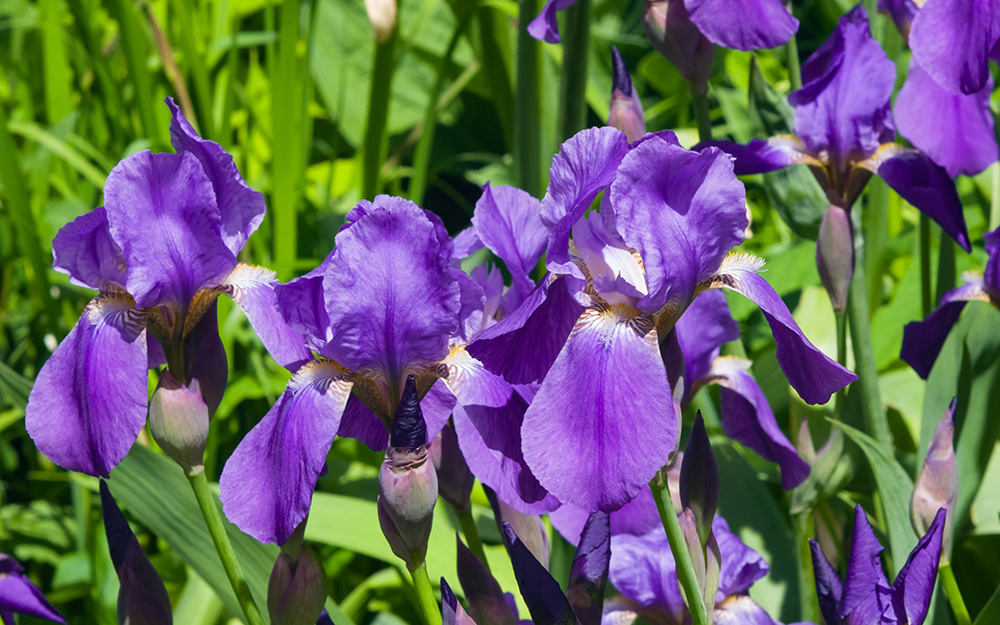 A purple bearded iris in flower.