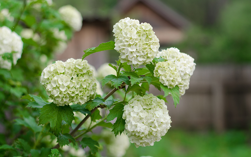 A viburnum shrub with white flowers.
