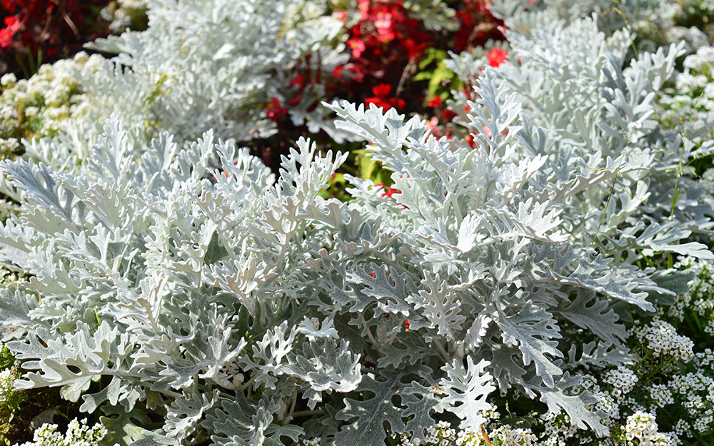 Several clumps of Dusty miller plants.