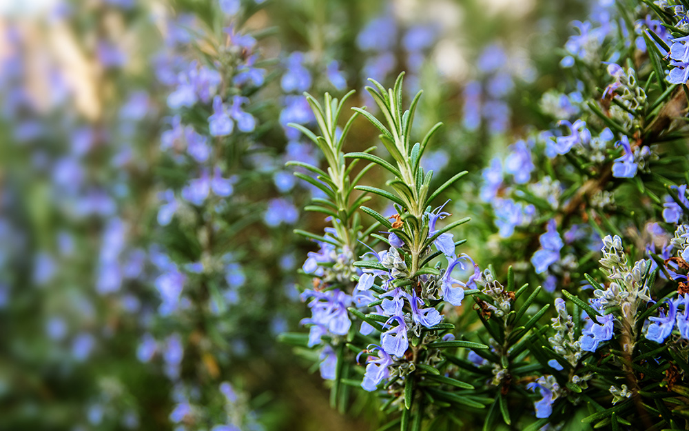 A Rosemary plant with blue flowers.