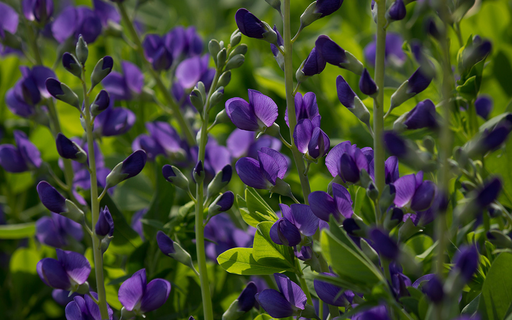 A False indigo plant with dark purple flowers.