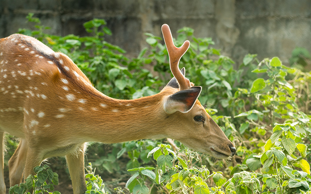 A spotted deer eating plants.