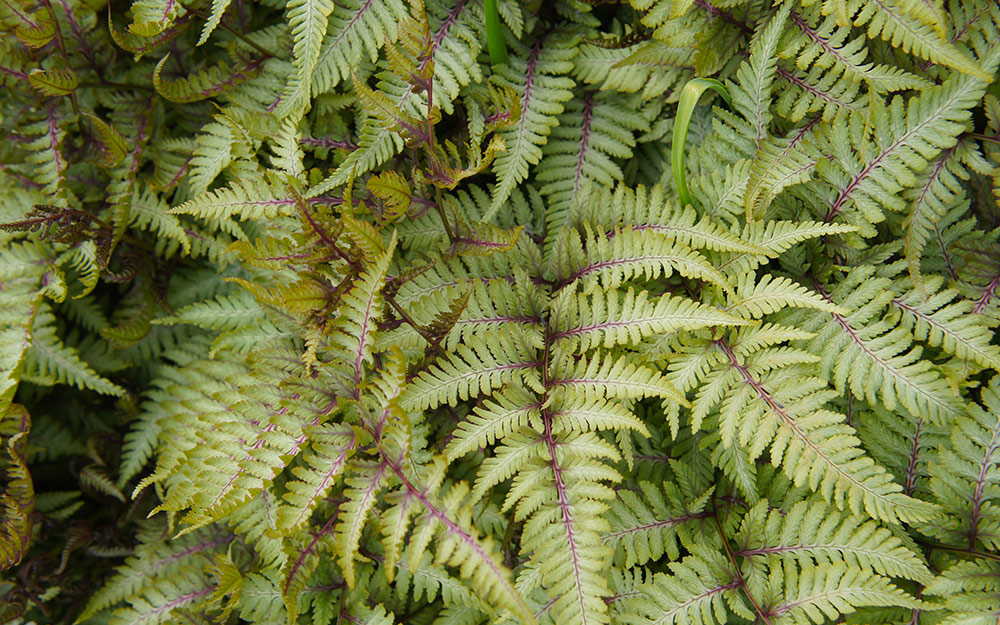 A Japanese painted fern plant.