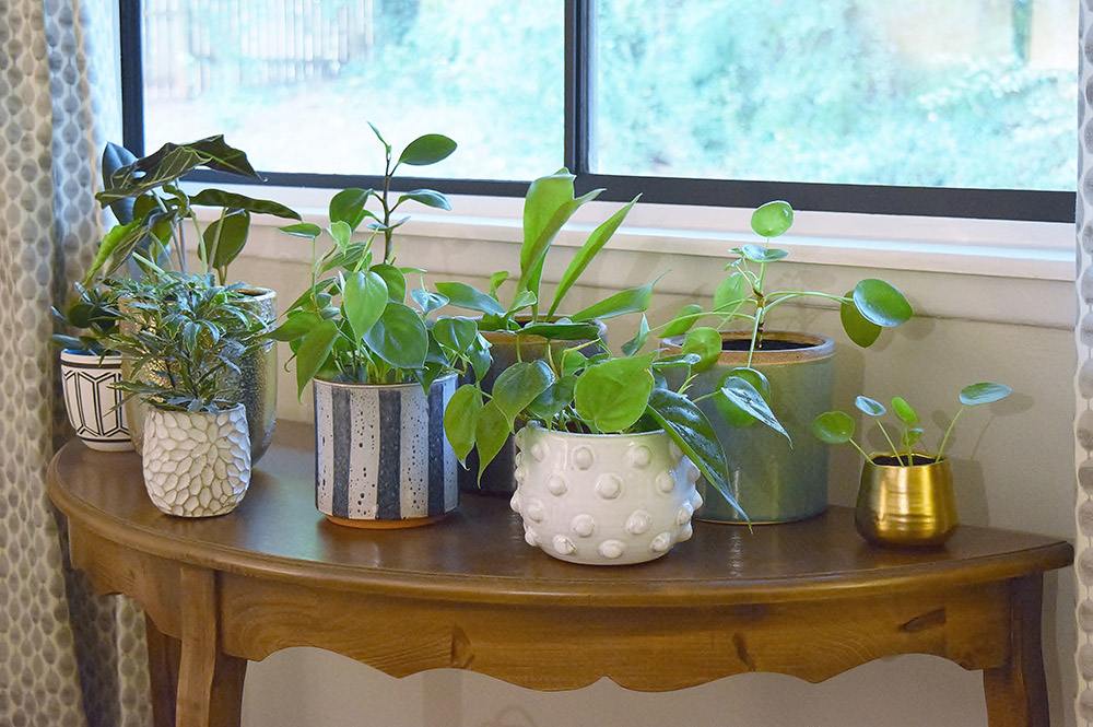 Green plants sitting on table