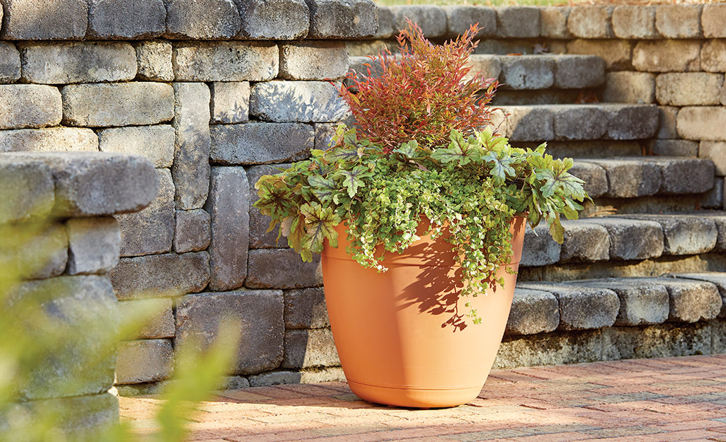 Plants in a container