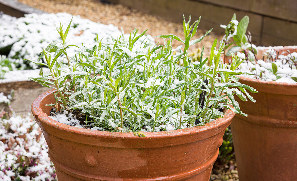 Container plants covered in snow