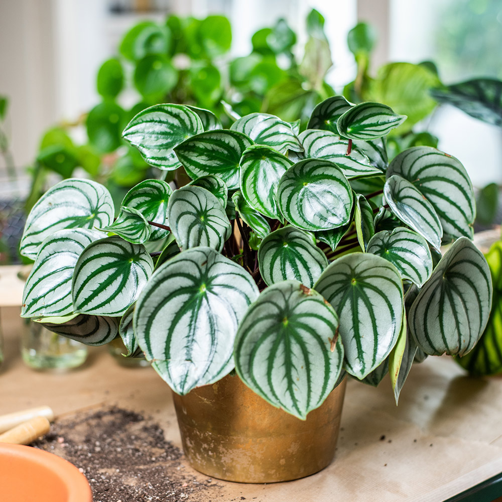 Peperomia plant in a sunny window