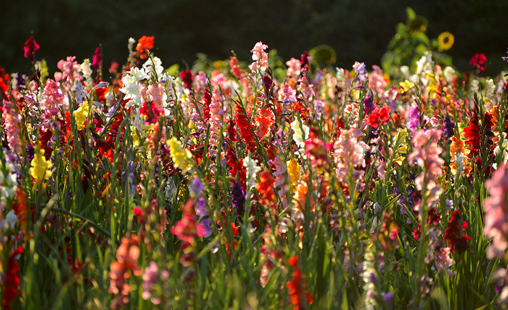 A flower border of gladiolus