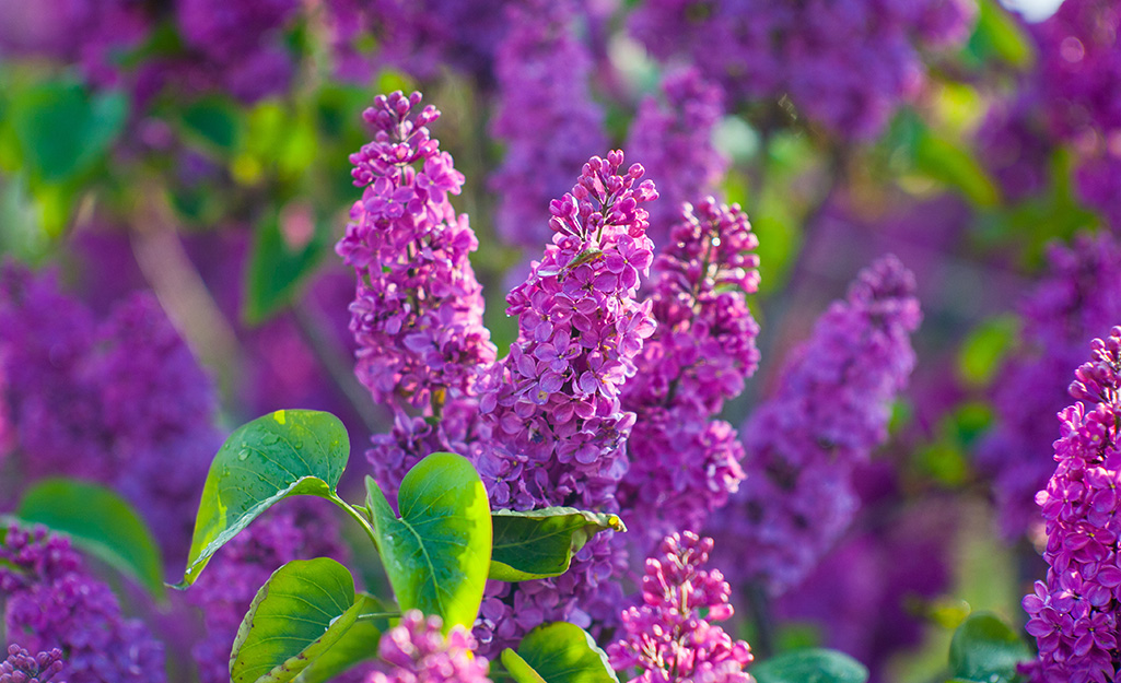Purple lilac shrub