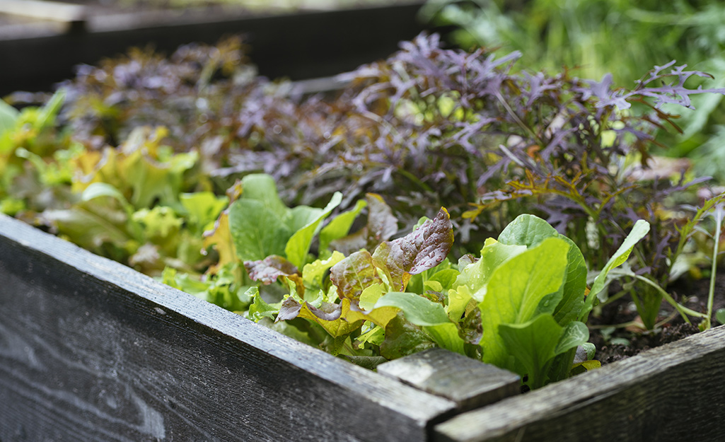 Lettuce in a raised garden bed