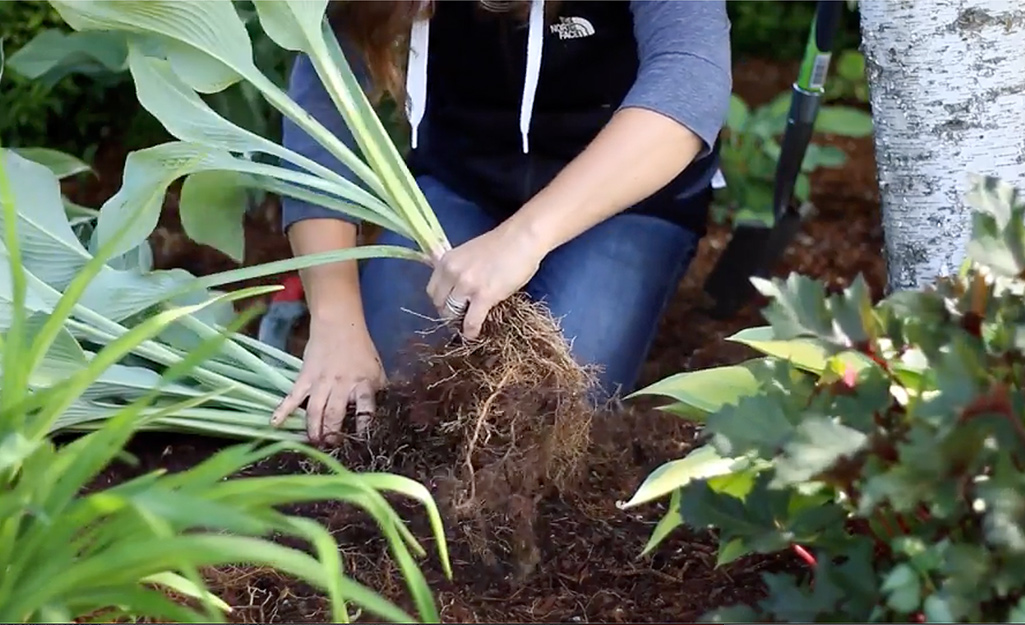 Gardener breaking up the root ball Gardener breaking up the root ball