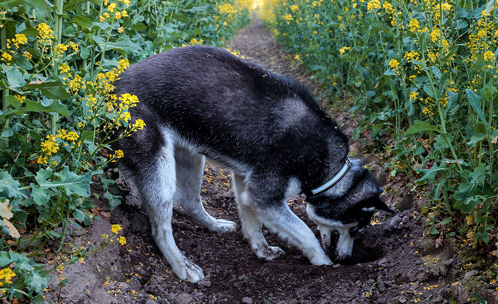 A dog digging in dirt.