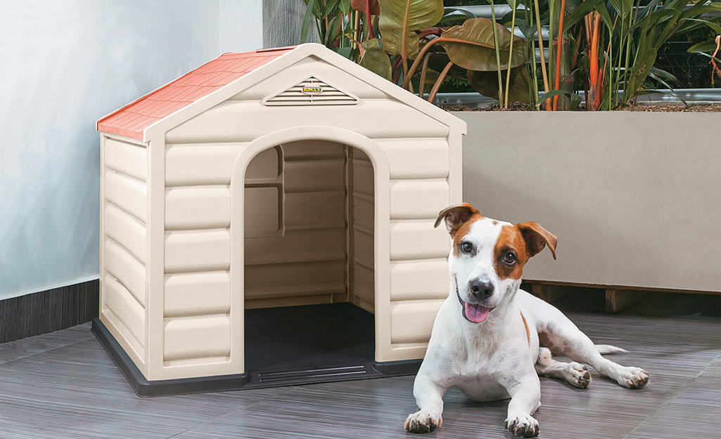 A dog beside a doghouse.